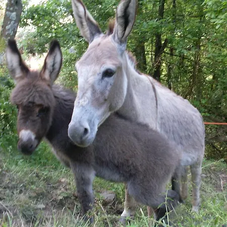 Agriturismo All'isola Che Non C'e' Farm stay La Spezia