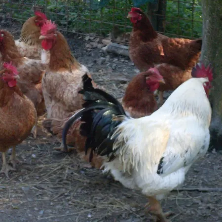 Agriturismo All'isola Che Non C'e' Farm stay *