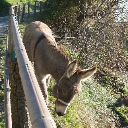 Farm stay Agriturismo All'isola Che Non C'e' *